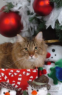Best Cat Portraits by Sandra Johnson - Sandra Johnson (SJFoto.com)