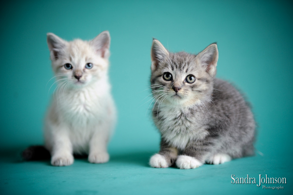 Best Cat Portraits by Sandra Johnson - Sandra Johnson (SJFoto.com)