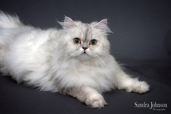 Best Cat Portraits by Sandra Johnson - Sandra Johnson (SJFoto.com)