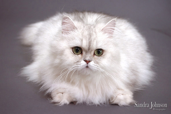 Best Cat Portraits by Sandra Johnson - Sandra Johnson (SJFoto.com)
