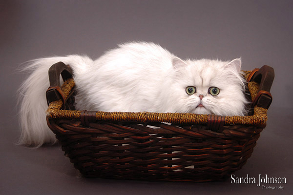 Best Cat Portraits by Sandra Johnson - Sandra Johnson (SJFoto.com)