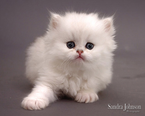Best Cat Portraits by Sandra Johnson - Sandra Johnson (SJFoto.com)