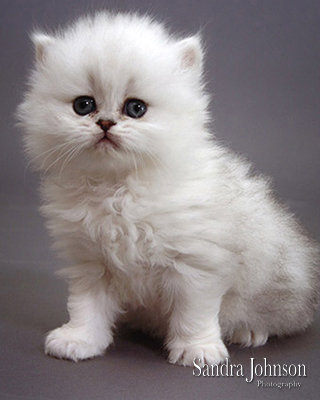 Best Cat Portraits by Sandra Johnson - Sandra Johnson (SJFoto.com)