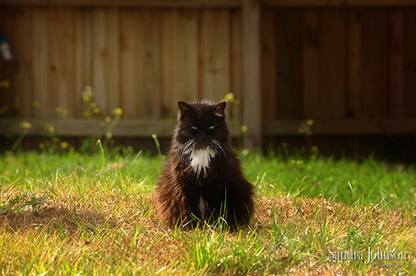 Best Cat Portraits by Sandra Johnson - Sandra Johnson (SJFoto.com)