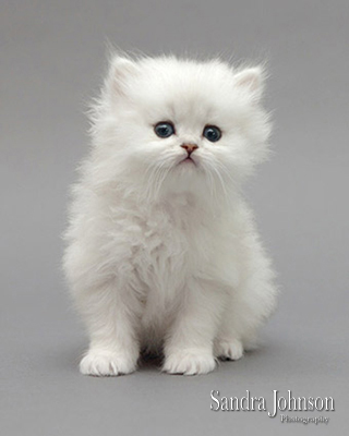 Best Cat Portraits by Sandra Johnson - Sandra Johnson (SJFoto.com)