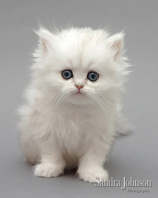 Best Cat Portraits by Sandra Johnson - Sandra Johnson (SJFoto.com)