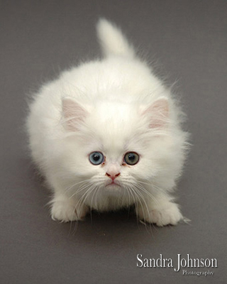 Best Cat Portraits by Sandra Johnson - Sandra Johnson (SJFoto.com)