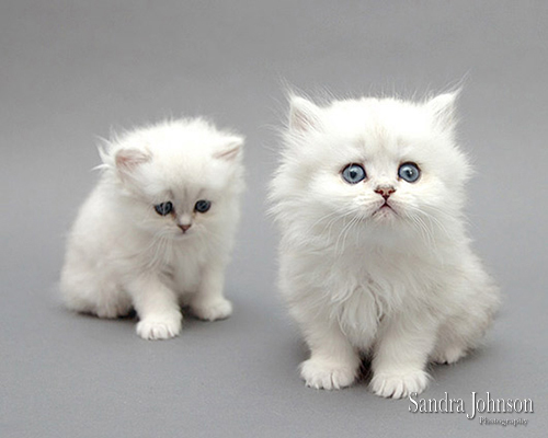 Best Cat Portraits by Sandra Johnson - Sandra Johnson (SJFoto.com)