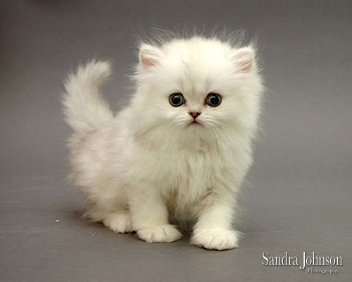 Best Cat Portraits by Sandra Johnson - Sandra Johnson (SJFoto.com)