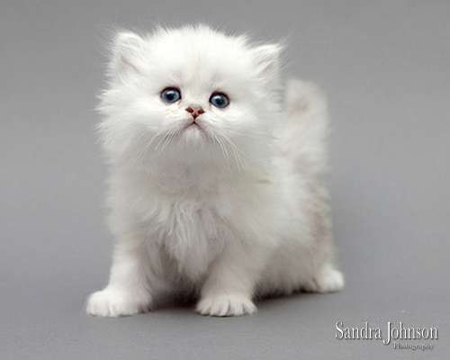 Best Cat Portraits by Sandra Johnson - Sandra Johnson (SJFoto.com)