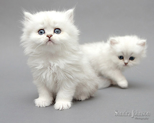 Best Cat Portraits by Sandra Johnson - Sandra Johnson (SJFoto.com)