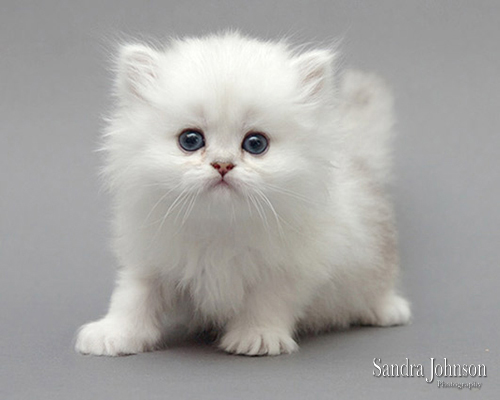 Best Cat Portraits by Sandra Johnson - Sandra Johnson (SJFoto.com)