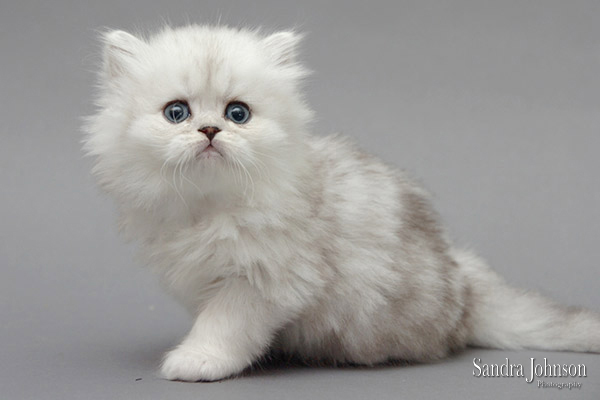 Best Cat Portraits by Sandra Johnson - Sandra Johnson (SJFoto.com)