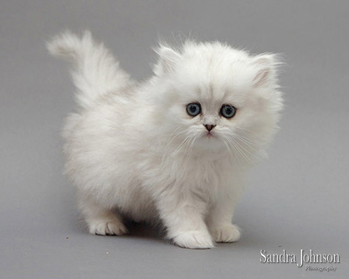 Best Cat Portraits by Sandra Johnson - Sandra Johnson (SJFoto.com)