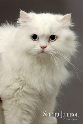 Best Cat Portraits by Sandra Johnson - Sandra Johnson (SJFoto.com)