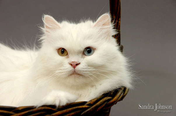 Best Cat Portraits by Sandra Johnson - Sandra Johnson (SJFoto.com)
