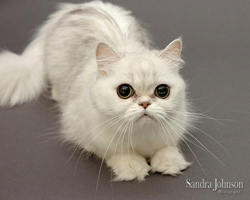 Best Cat Portraits by Sandra Johnson - Sandra Johnson (SJFoto.com)