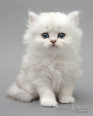 Best Cat Portraits by Sandra Johnson - Sandra Johnson (SJFoto.com)