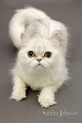 Best Cat Portraits by Sandra Johnson - Sandra Johnson (SJFoto.com)