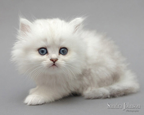 Best Cat Portraits by Sandra Johnson - Sandra Johnson (SJFoto.com)