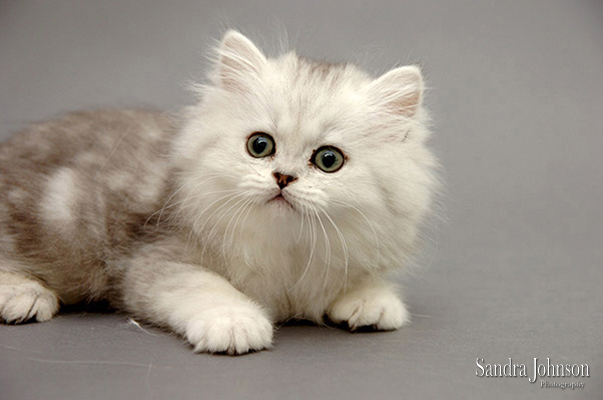 Best Cat Portraits by Sandra Johnson - Sandra Johnson (SJFoto.com)
