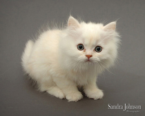 Best Cat Portraits by Sandra Johnson - Sandra Johnson (SJFoto.com)