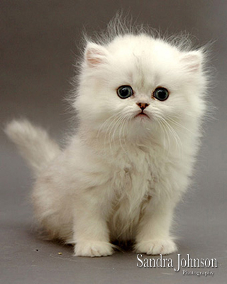 Best Cat Portraits by Sandra Johnson - Sandra Johnson (SJFoto.com)