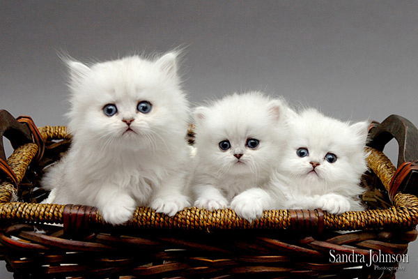 Best Cat Portraits by Sandra Johnson - Sandra Johnson (SJFoto.com)