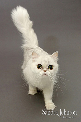 Best Cat Portraits by Sandra Johnson - Sandra Johnson (SJFoto.com)