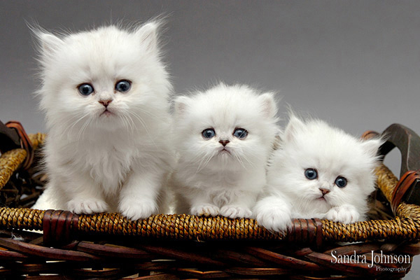 Best Cat Portraits by Sandra Johnson - Sandra Johnson (SJFoto.com)