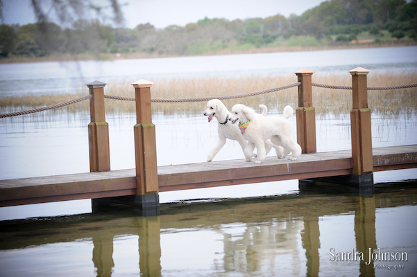 Best Orlando Pet Photographer - Sandra Johnson (SJFoto.com)