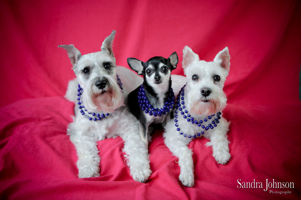 Best Orlando Pet Photographer - Sandra Johnson (SJFoto.com)