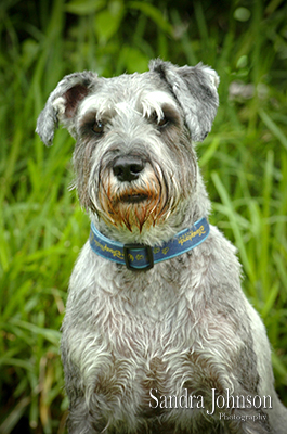 Best Orlando Pet Photographer - Sandra Johnson (SJFoto.com)