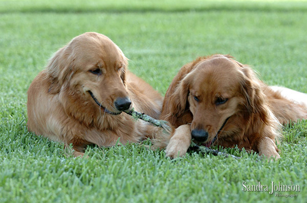 Best Orlando Pet Photographer - Sandra Johnson (SJFoto.com)