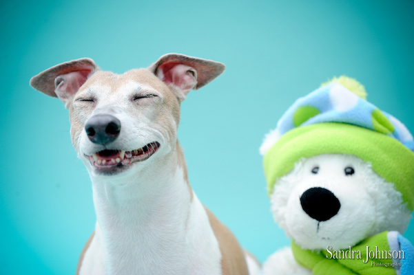 Best Orlando Pet Photographer - Sandra Johnson (SJFoto.com)