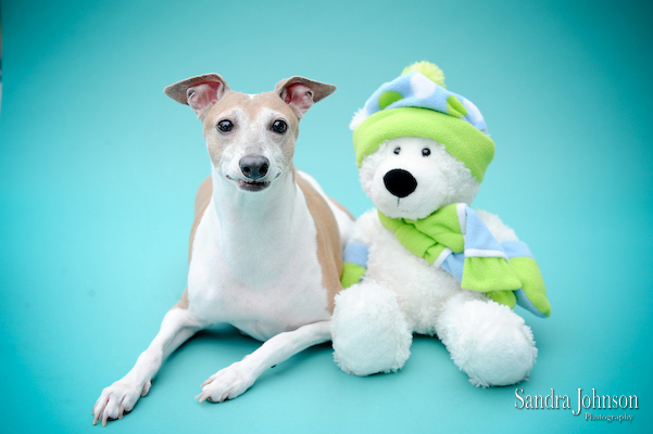 Best Orlando Pet Photographer - Sandra Johnson (SJFoto.com)