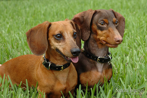 Best Orlando Pet Photographer - Sandra Johnson (SJFoto.com)