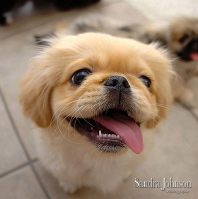 Best Orlando Pet Photographer - Sandra Johnson (SJFoto.com)