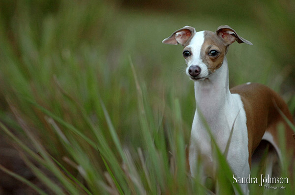 Best Orlando Pet Photographer - Sandra Johnson (SJFoto.com)