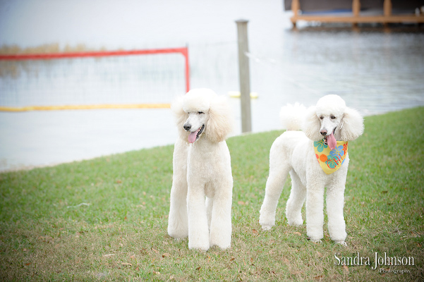 Best Orlando Pet Photographer - Sandra Johnson (SJFoto.com)
