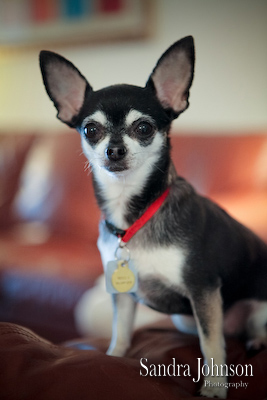 Best Orlando Pet Photographer - Sandra Johnson (SJFoto.com)