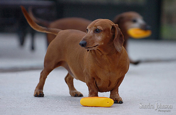 Best Orlando Pet Photographer - Sandra Johnson (SJFoto.com)