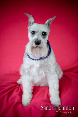 Best Orlando Pet Photographer - Sandra Johnson (SJFoto.com)