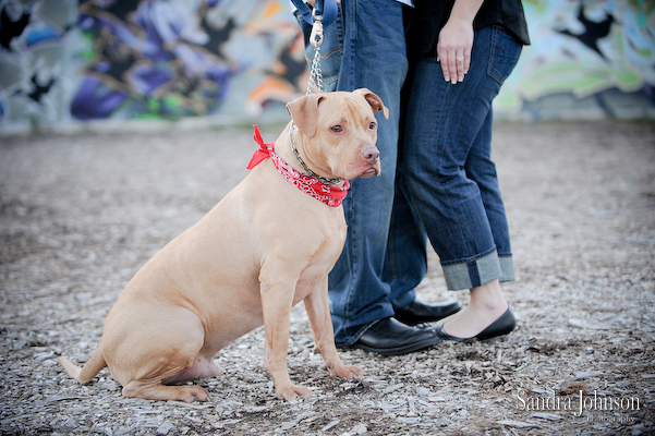 Best Orlando Pet Photographer - Sandra Johnson (SJFoto.com)