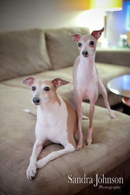 Best Orlando Pet Photographer - Sandra Johnson (SJFoto.com)
