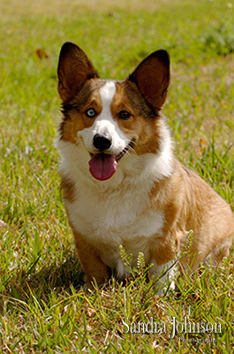 Best Orlando Pet Photographer - Sandra Johnson (SJFoto.com)