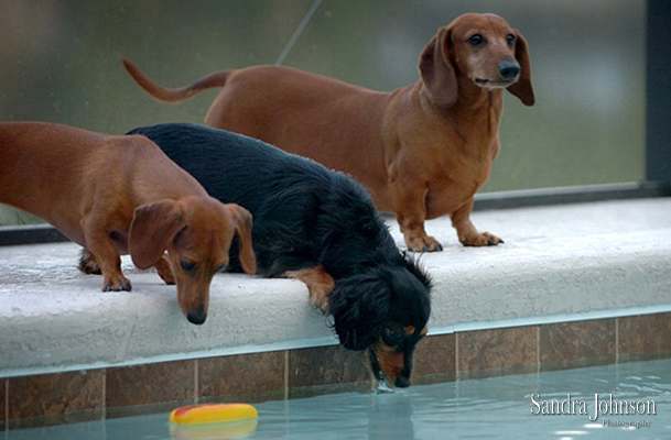 Best Orlando Pet Photographer - Sandra Johnson (SJFoto.com)