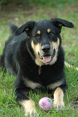 Best Orlando Pet Photographer - Sandra Johnson (SJFoto.com)