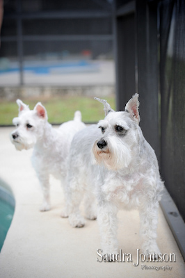Best Orlando Pet Photographer - Sandra Johnson (SJFoto.com)