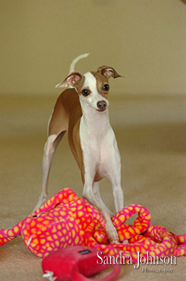 Best Orlando Pet Photographer - Sandra Johnson (SJFoto.com)